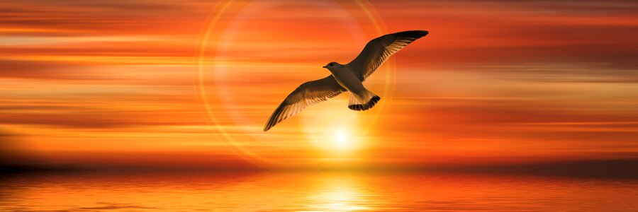 Bird flying sunset