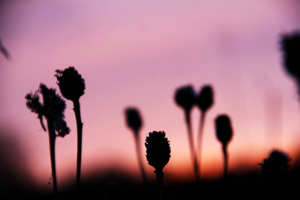 Outdoor garden blur
