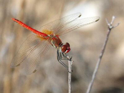 Branch winged insect sympetrum fonscolombii photo