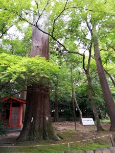 Oiso Shrine 20210606 19