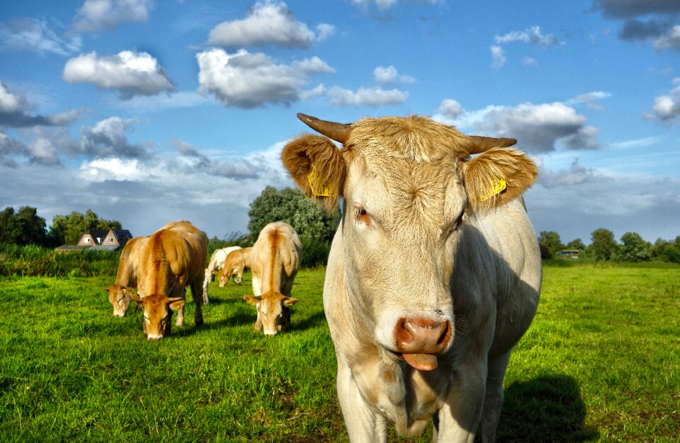 Cattle livestock herd photo