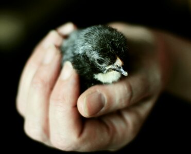 Security hatched animal