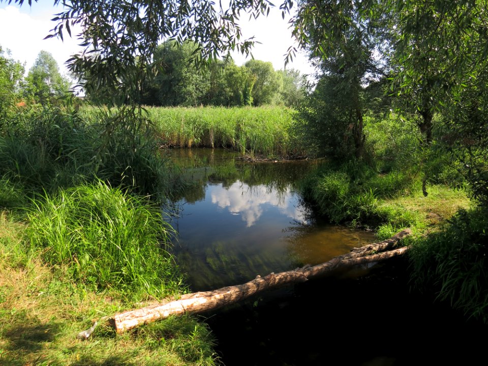Nyvka river5