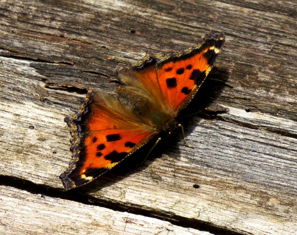 Nymphalis xanthomelas Moshchun