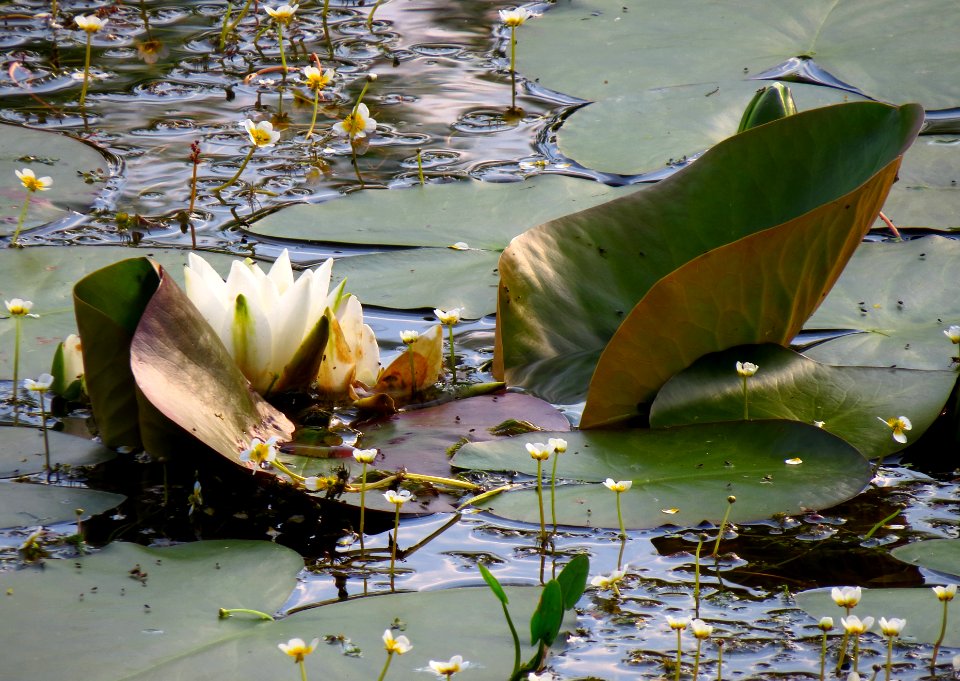 Nymphaea alba Kryvets2