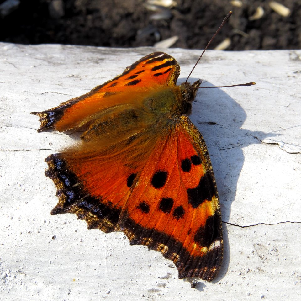 Nymphalis xanthomelas Kiev