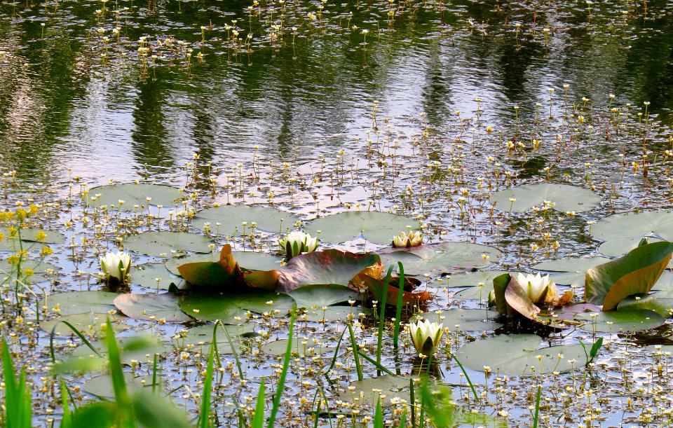 Nymphaea alba Kryvets1