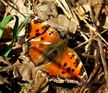 Nymphalis xanthomelas Rakivka