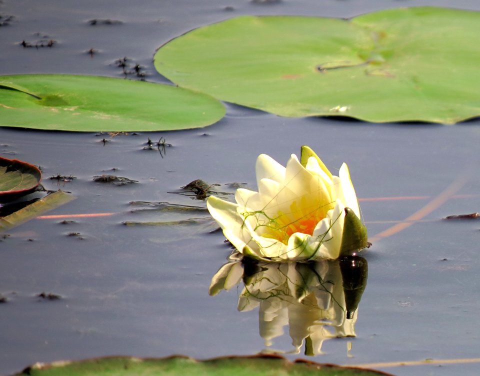Nymphaea alba Kiev