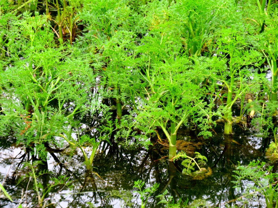 Oenanthe aquatica Pohreby