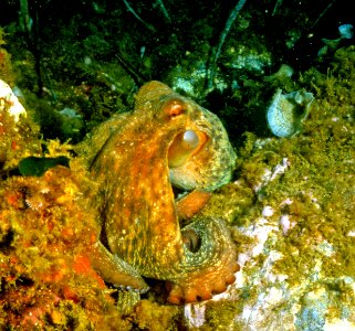 Octopus vulgaris Cuvier, 1797 1