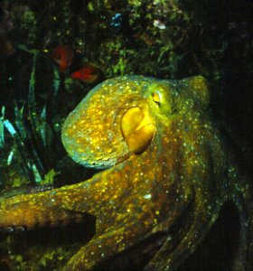 Octopus vulgaris Cuvier, 1797 