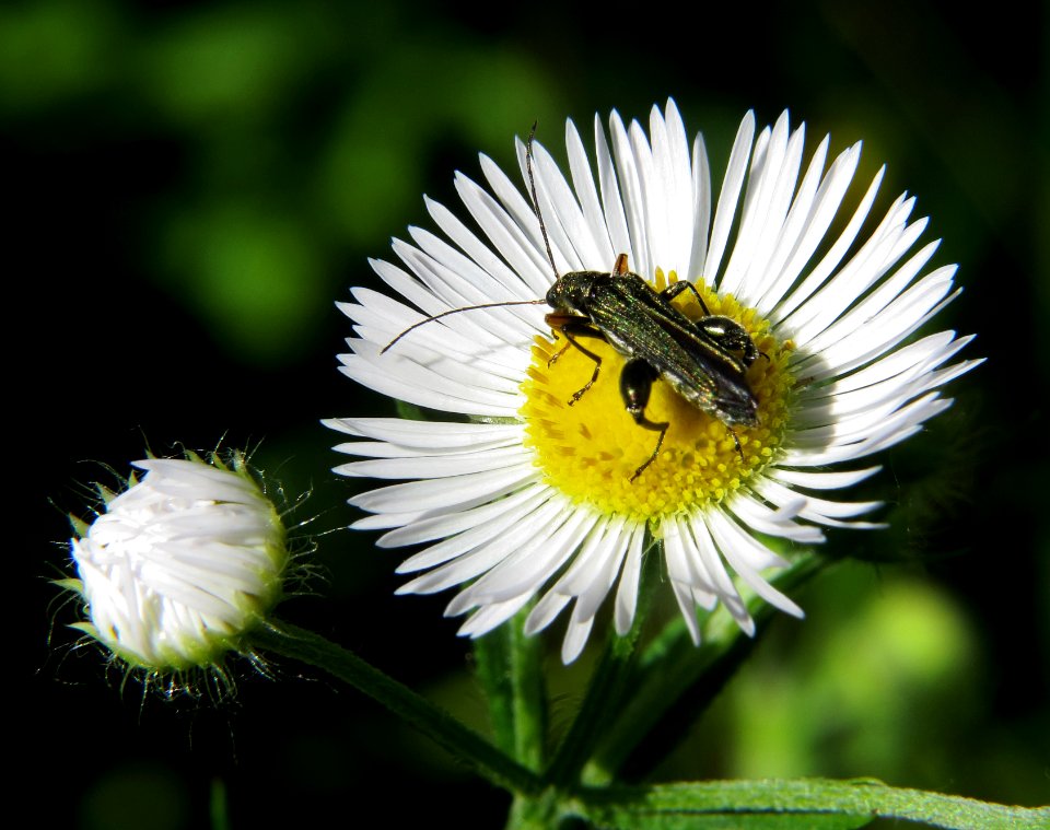 Oedemera flavipes Kiev photo