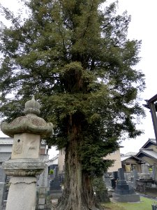 Ogawasan Shōbō-ji Temple 20210501 153942 07