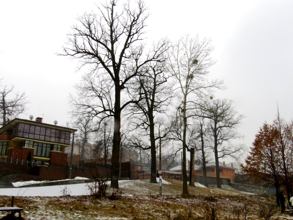 Oaks in Krasytsky st.3
