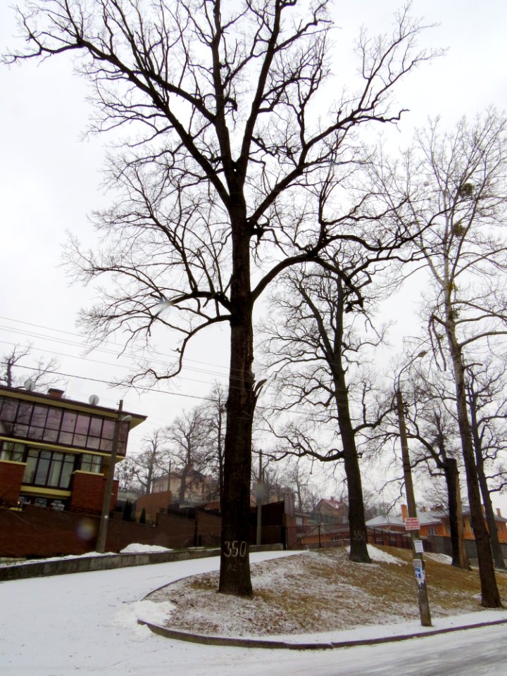 Oaks in Krasytsky st.2