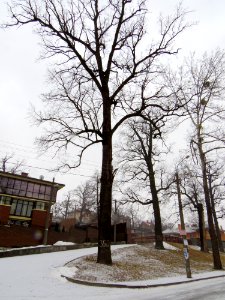 Oaks in Krasytsky st.2