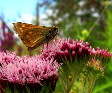 Ochlodes sylvanus Kiev2