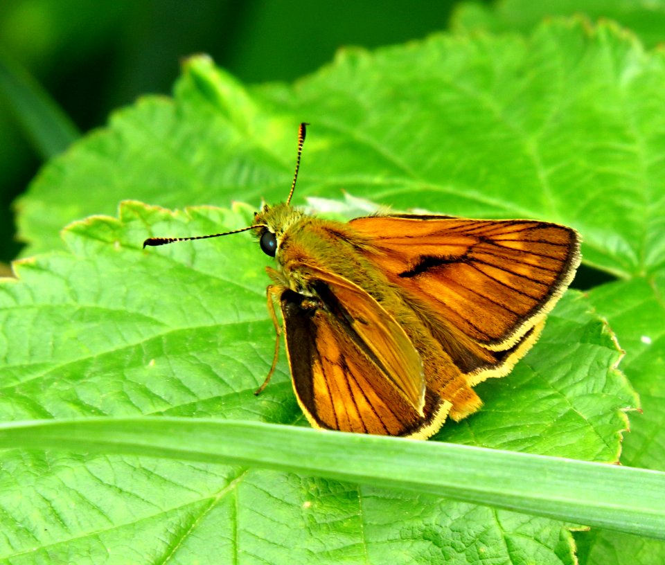 Ochlodes sylvanus Kiev obl.1