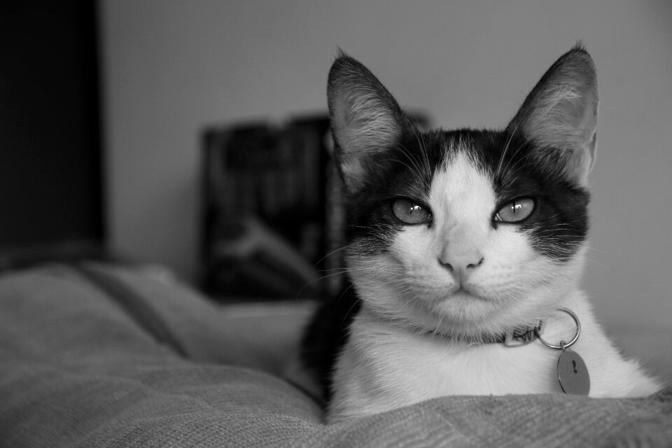 Cute animalia kitten