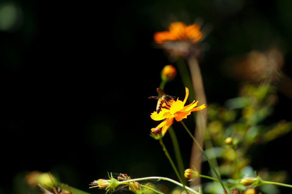 Bee garden black bee photo