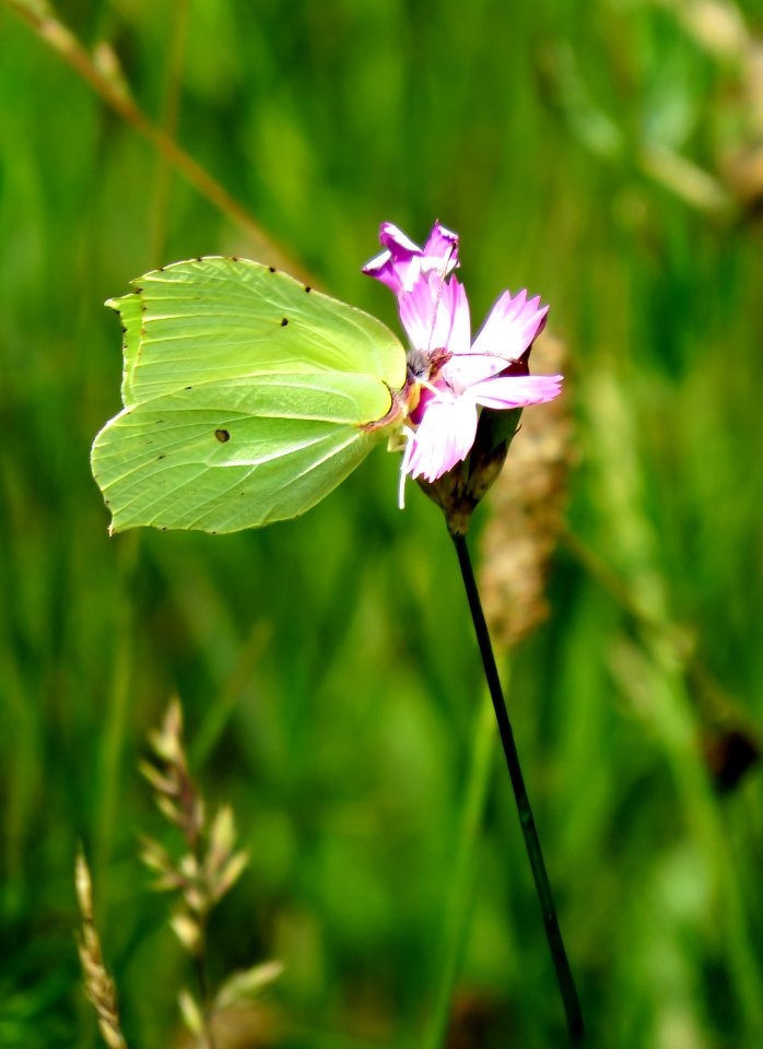 Gonepteryx rhamni Kiev