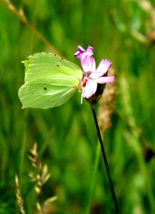 Gonepteryx rhamni Kiev