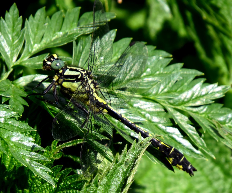 Gomphus vulgatissimus Irpin2
