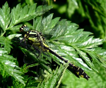 Gomphus vulgatissimus Irpin2 photo