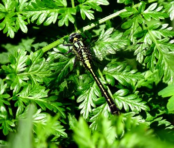 Gomphus vulgatissimus Irpin1 photo