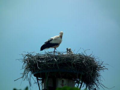 Grünewald 2017-05-25 06