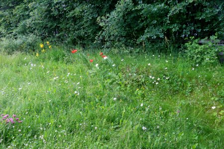 Gjengrodd blomsterbed