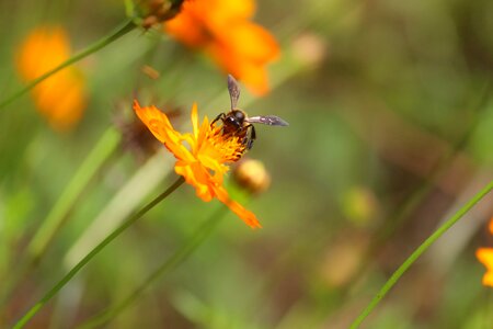 Flower flora bee photo