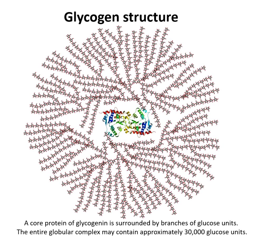 Glycogen structure