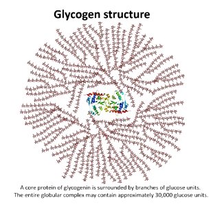 Glycogen structure