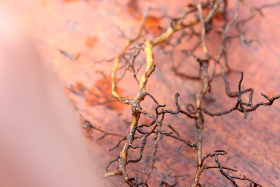 Gleditsia triacanthos 5500