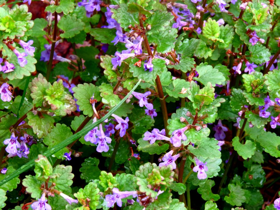 Glechoma hederacea Bobrovnya3