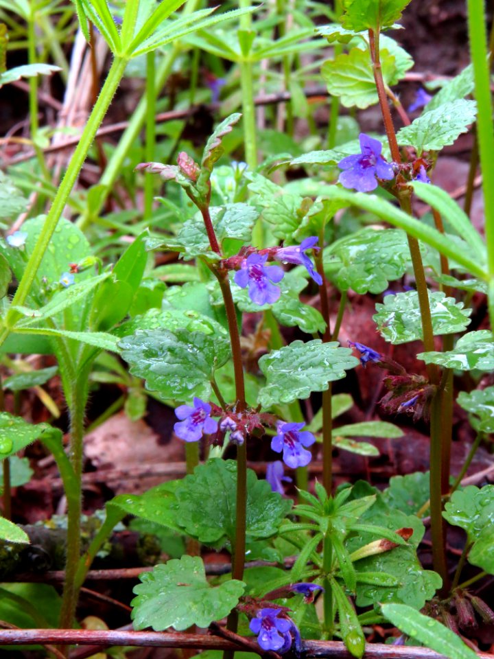 Glechoma hederacea Bobrovnya2