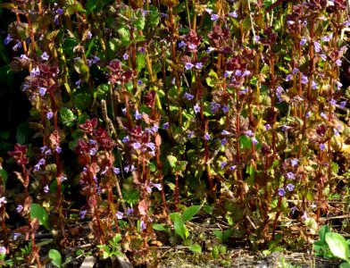 Glechoma hederacea Kiev1
