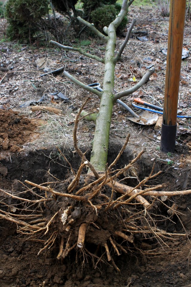 Gleditsia triacanthos Sunburst5474