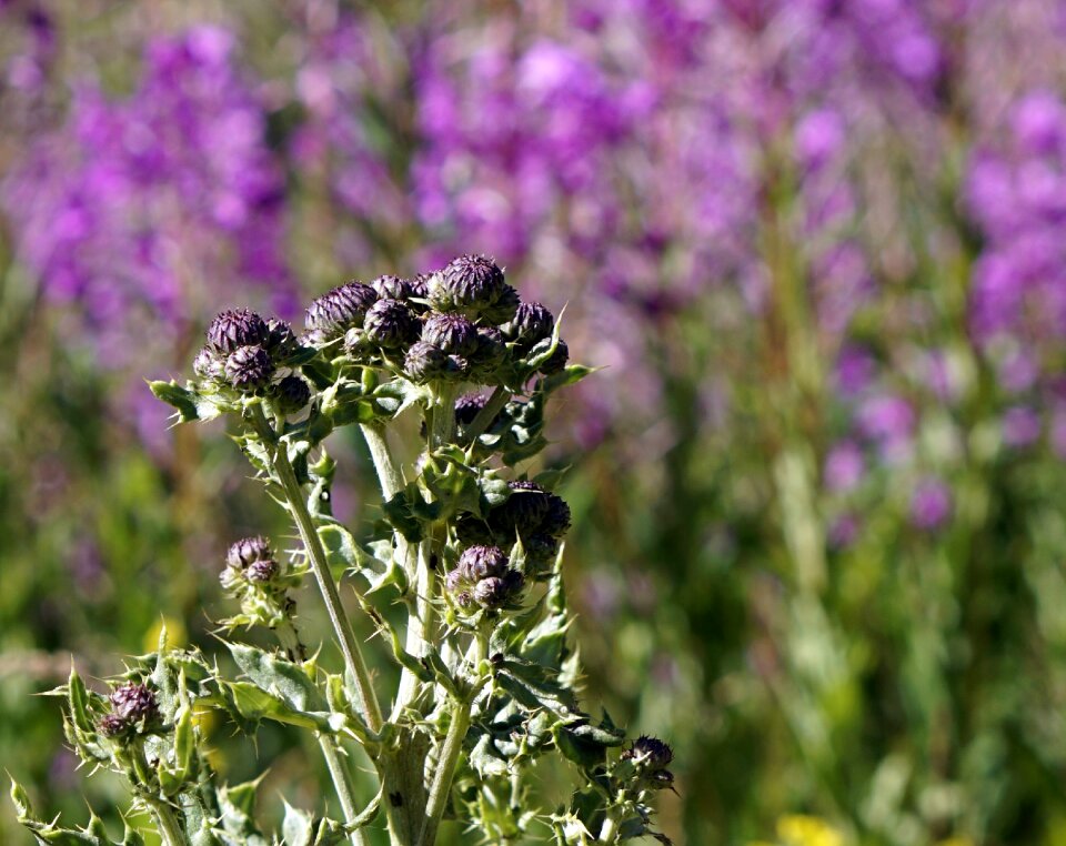 Cotton thistle beauty thorns