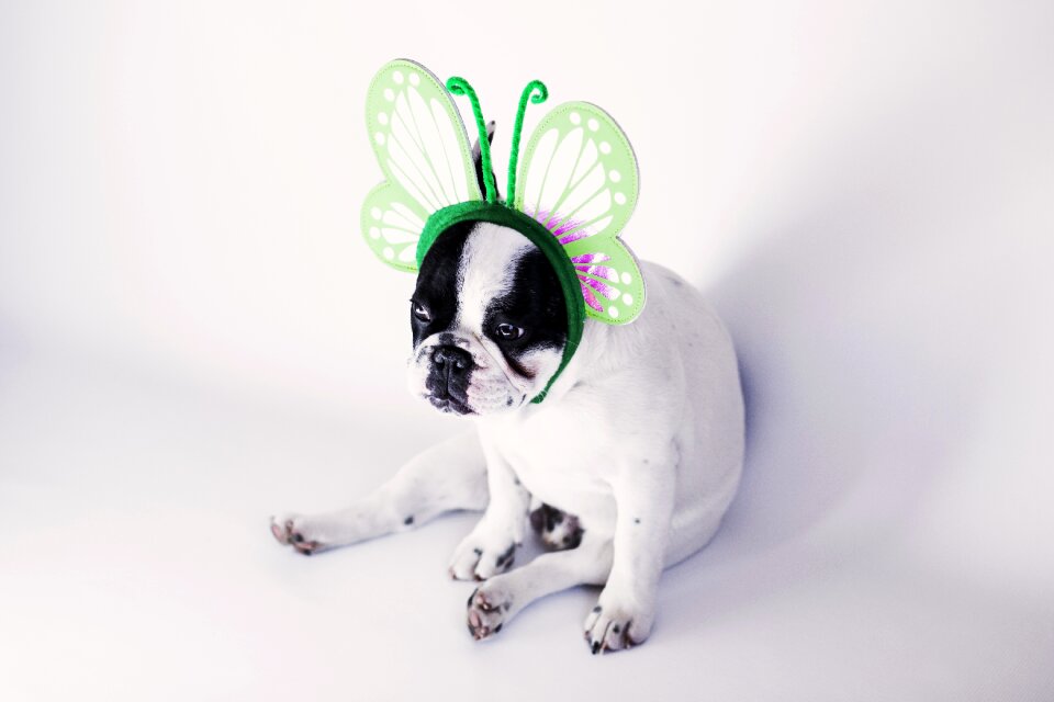 Dog pet animals