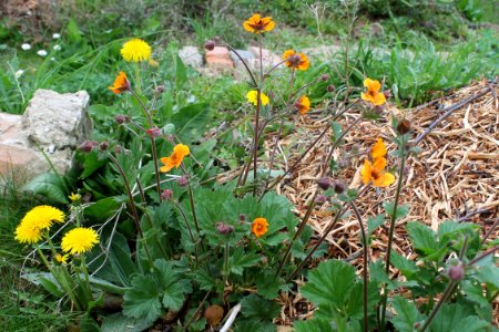 Geum × heldreichii 149