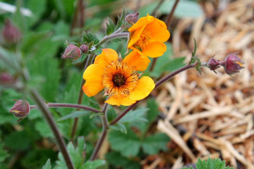 Geum × heldreichii 148