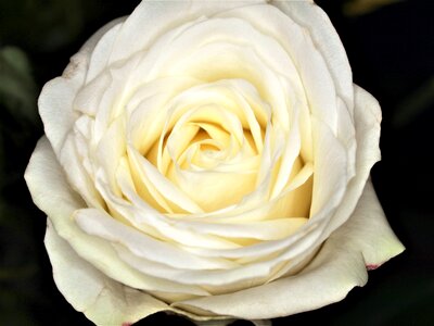 Gift love romance