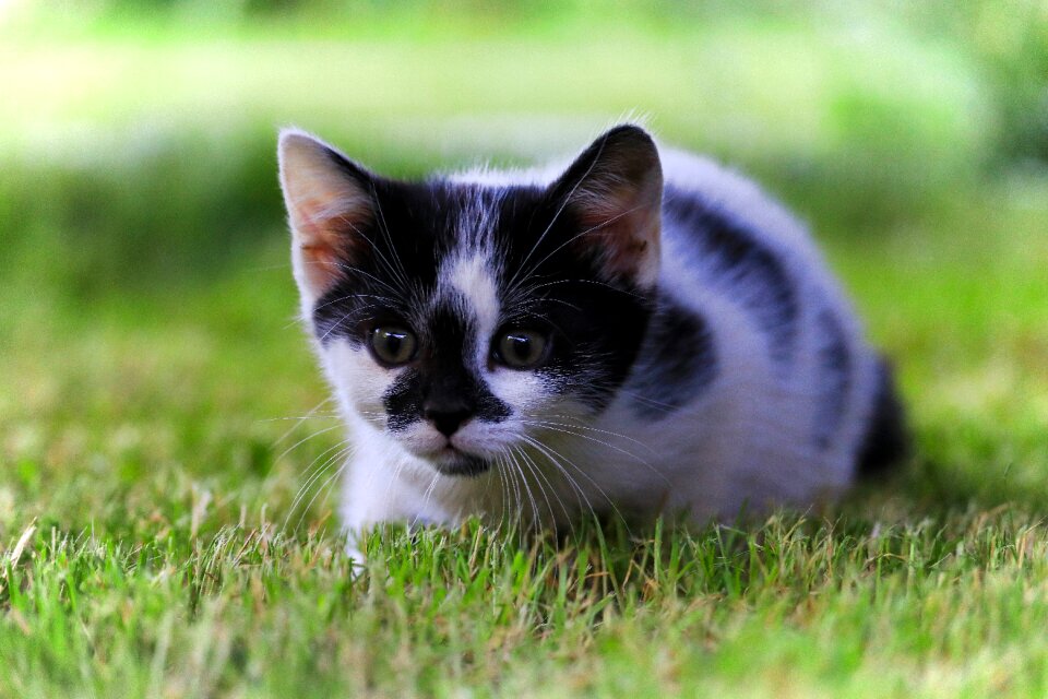Hunting domestic cat sneak up on