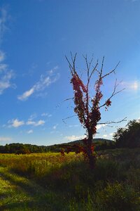 Field landscape light photo