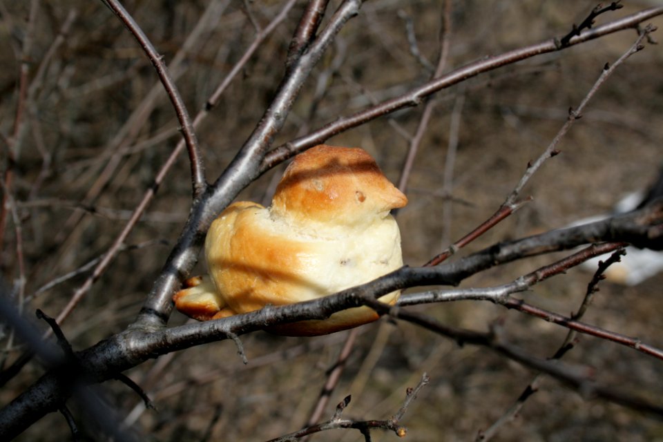 Lob Жаворонки 50