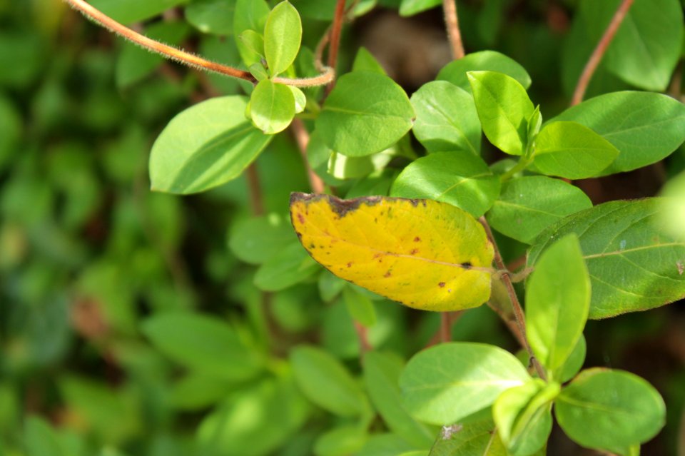 Lonicera 10827