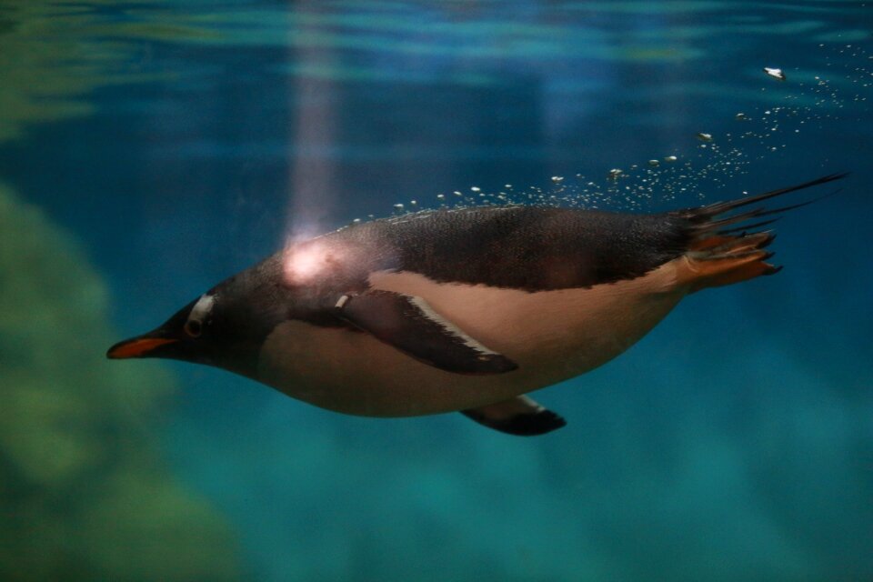 Animal bird nature